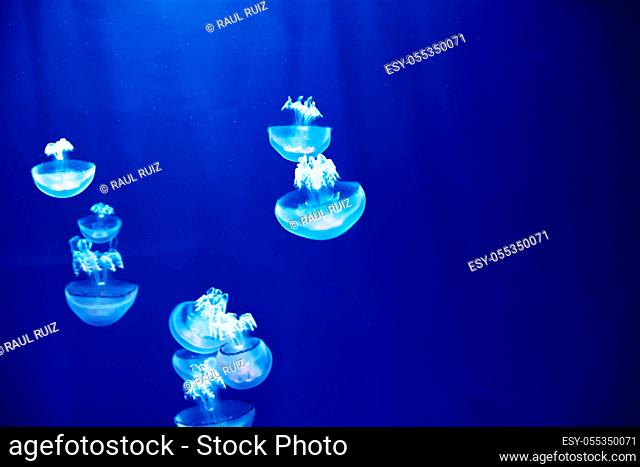 Jellyfish set, in the ocean, blue color, fluorescent
