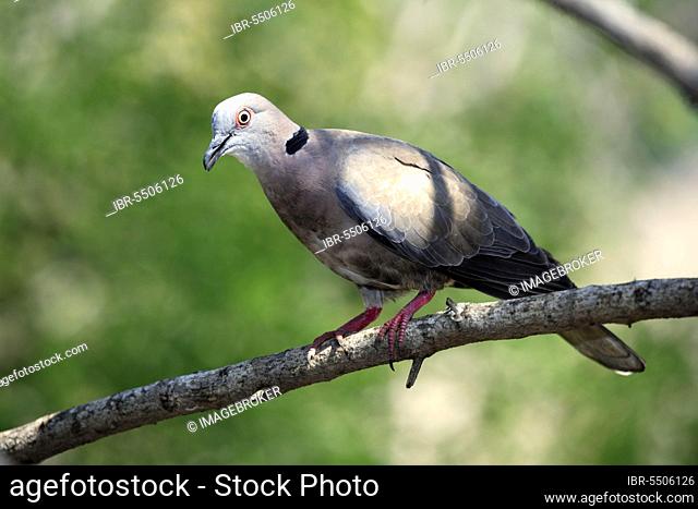 African Mourning Dove (Streptopelia decipiens), Kruger national park, South Africa, Africa
