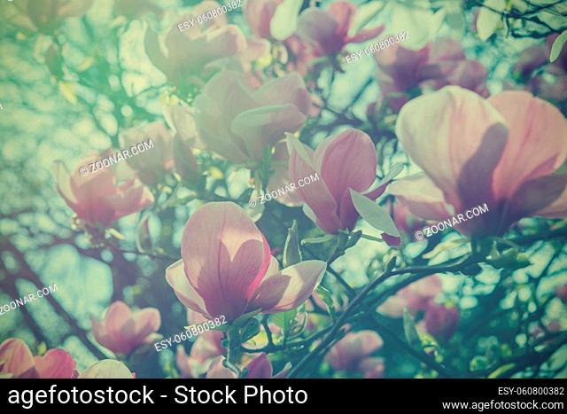 Blossoming of magnolia flowers in spring time, soft focus retro art vintage hipster effect