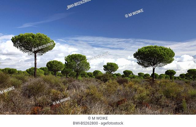 umbrella pine Pinus pinea, landcape with umbrella pines, Spain, Coto De Donana National Park, Acebron