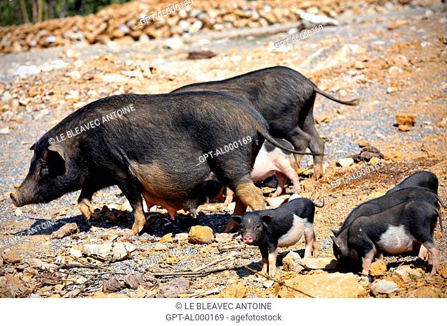 SOW AND PIGS IN THE MOUNTAINS OF SAPA, VIETNAM, ASIA