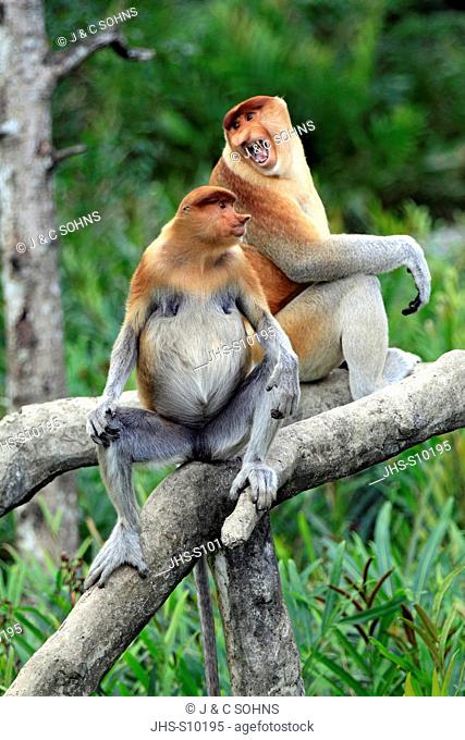 Proboscis Monkey, Nasalis larvatus, Labuk Bay, Sabah, Borneo, Malaysia, Asia, two males