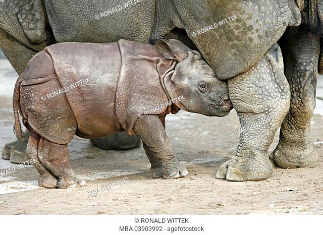 Tank-rhinoceroses, Rhinoceros unicornis, dam, young, detail, series, wildlife, animals, game-animals, mammals, Unpaarhufer, rhinoceroses, Indian Rhino