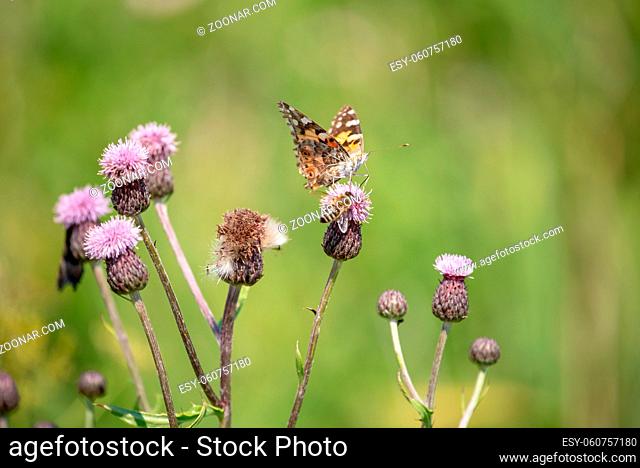 Distel Schmetterling in Schleswig Holstein Juni 2019 auf Sylt
