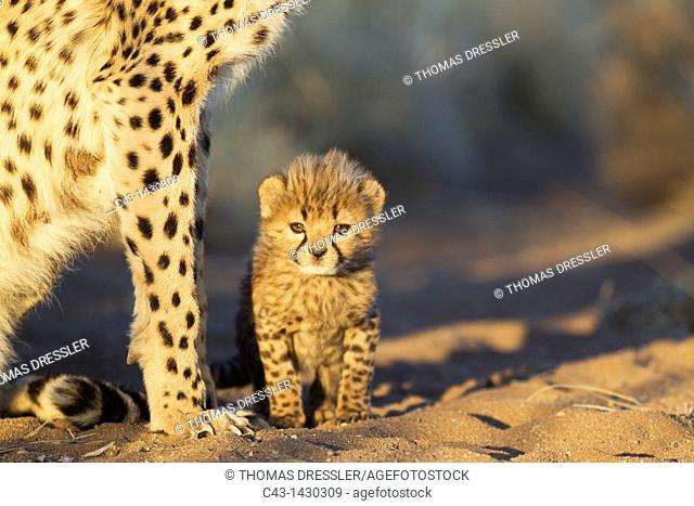 Cheetah Acinonyx jubatus - 40 days old male cub next to its mother in the early morning  Photographed in captivity on a farm  Namibia
