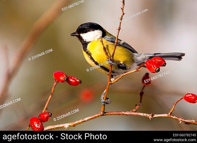 Great tit, parus major, sitting on rosehip in autumn nature. Colorful bird looking around from bush with red berries in fall