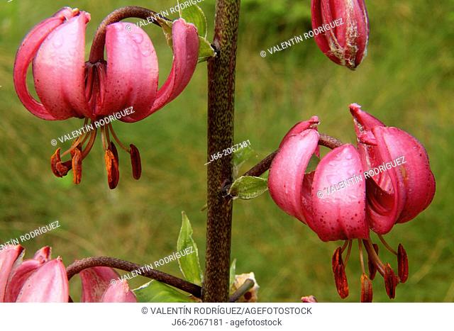 lily flowers (Lilium martagon) in the national park Gran Paradiso. Italy