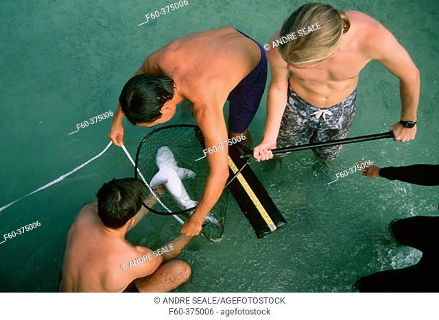 Graduate students measuring a sandbar shark pup (Carcharhinus plumbeus) for scientific research. Kaneohe Bay, Oahu, Hawaii (N. Pacific)