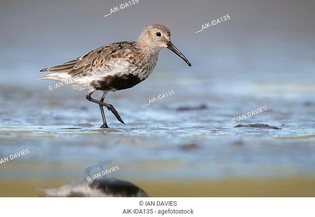 American Dunlin (Calidris alpina hudsonia) during autumn migration on Plymouth Beach, Massachusetts in the United States