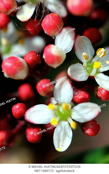 Skimia japonica flowers and flower buds