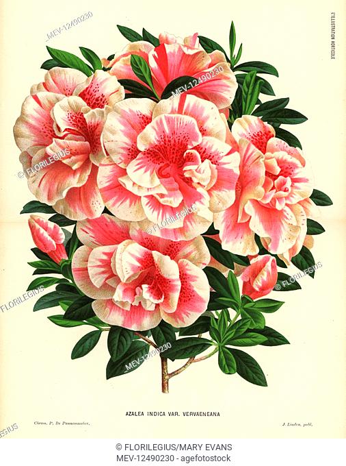 Joseph Vervaene's azalea, Rhododendron indicum (Azalea indica var. vervaeneana). Chromolithograph by P. de Pannemaeker from Jean Linden's l'Illustration...