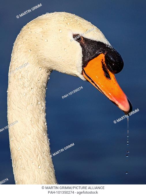 Mute Swan (Cygnus olor) close-up with head portrait, Baden-Wuerttemberg, Germany | usage worldwide. - /Baden-Wuerttemberg/Germany
