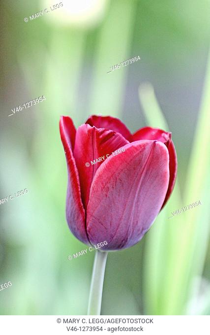 Dark burgundy tulip  From side  Open  Rich plum color against background of green tulip leaves