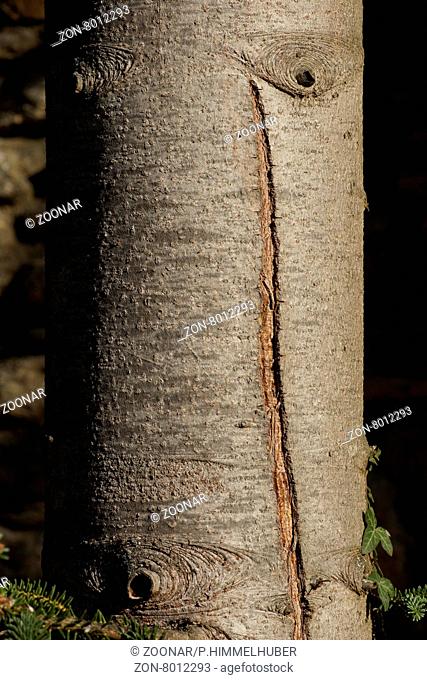 Abies pinsapo Kelleriis, Spanische Blautanne, Spanish fir