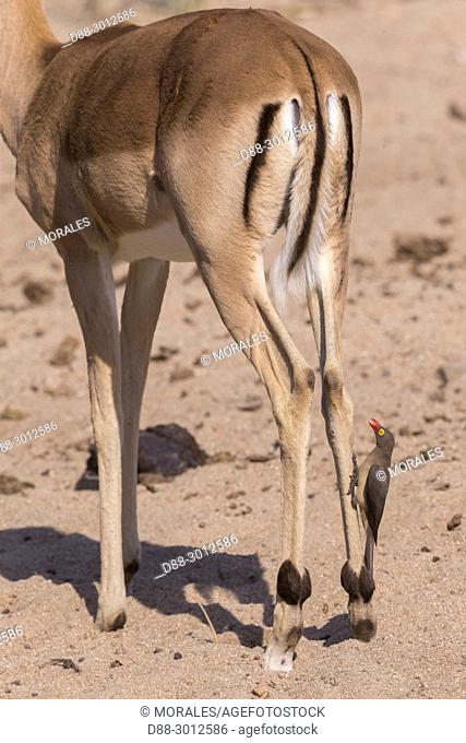 Africa, Southern Africa, South African Republic, Mala Mala game reserve, Impala (Aepyceros melampus), female with a Red-billed oxpecker (Buphagus...