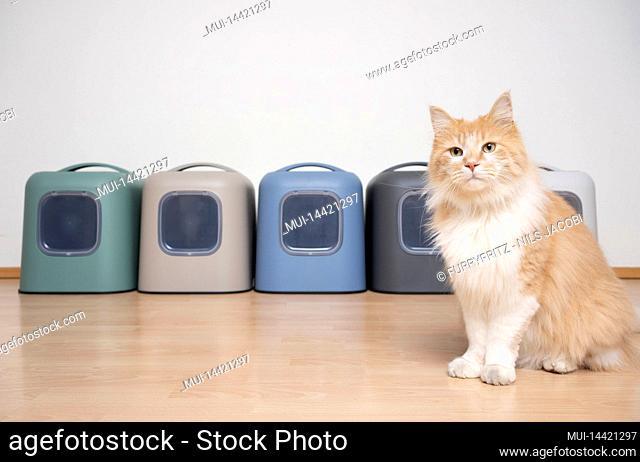curious cat sitting on floor in front of several different colored hooded litter boxes with copy space