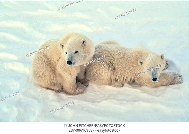 Polar bear cubs in Canadian Arctic