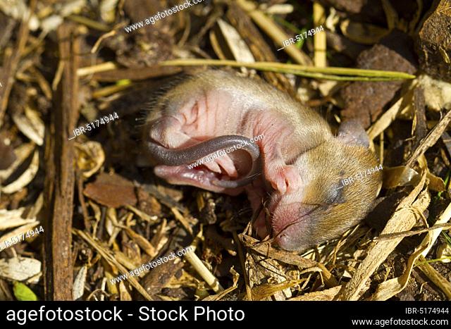 Yellow-necked mouse (Apodemus flavicollis), young fallen out of nest, Querum Forest, Lower Saxony, Germany, Europe