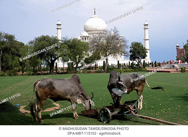 Bullocks used for grass cutting of lawn in garden of Taj Mahal Seventh Wonders of World on the south bank of Yamuna river , Agra , Uttar Pradesh