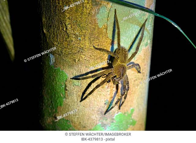 Brazilian wandering spider (Phoneutria spp.), with prey on a tree trunk, banana spider, Armadeira, National Park Cuyabeno, Amazonia, Sucumbíos Province, Ecuador