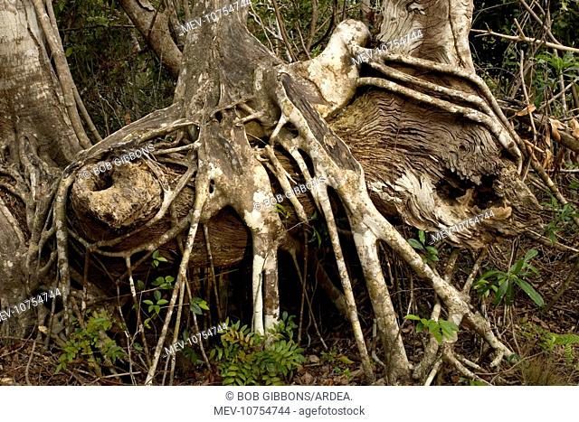 Old strangler fig - with aerial roots (Ficus aurea)