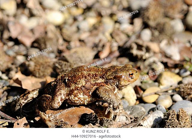 Common toad, Bufo bufo, Bufonidae, toad, animal, amphibious animal, Helsighausen, Canton, Thurgau, Switzerland