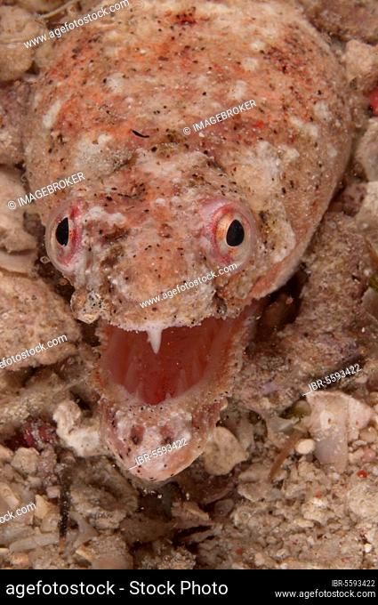 Snake Eel, Eels, Other Animals, Fish, Animals, Reptilian Snake Eel (Brachysomophis henshawi) adult, with mouth open, close-up of head, Mabul Island, Sabah
