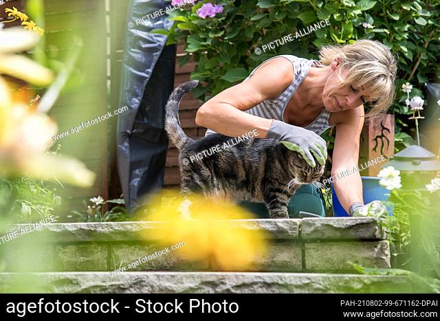 ILLUSTRATION - 13 July 2018, Hamburg: Where many flowers bloom, the cat can also be stung by bees, bumblebees or wasps. Photo: Christin Klose/dpa-mag
