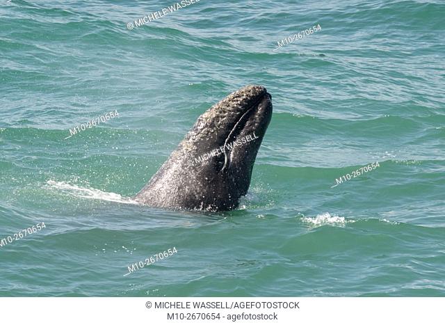 Gray Whale along its northbound migration hugging the California coastline, USA