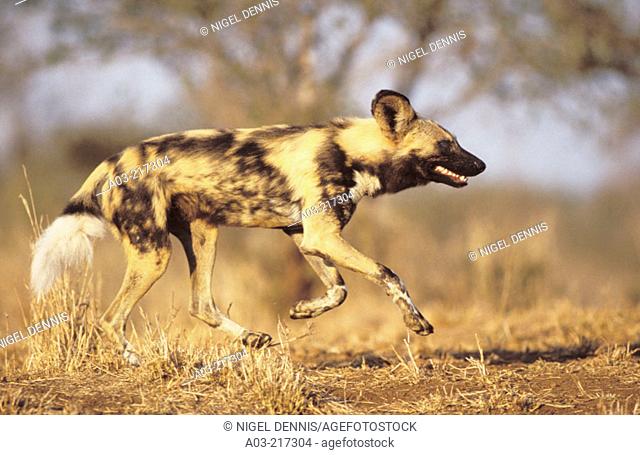 Wild Dog or Cape Hunting Dog (Lycaon pictus), hunting, endangered species. Kapama Game Reserve. South Africa