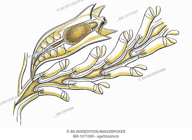 Historic illustration, tablet 25, title Sertulariae, marine cnidaria, name Diphasia, 8/ Diphasia pinaster, part of a branch, Ernst Haeckel
