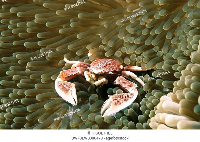 porcelain crab Neopetrolistes maculatus in Stichodactyla mertensii