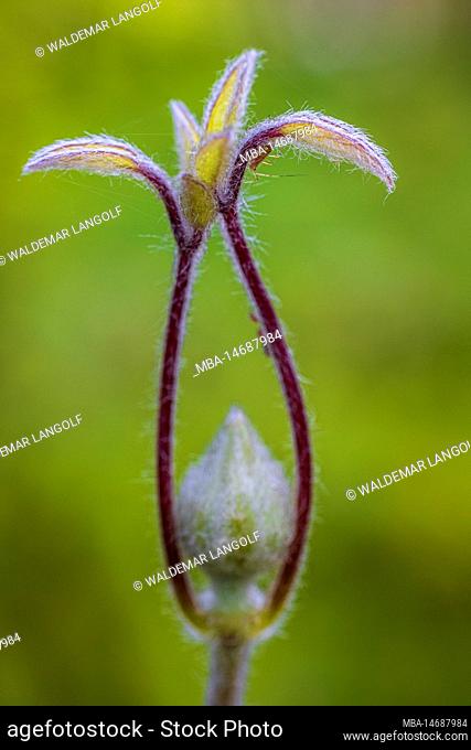 Clematis, leaf sprout, bud
