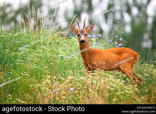 Roe deer, capreolus capreolus, looking to the camera in long grass from side. Roebuck standing in blooming wildflowers in summer