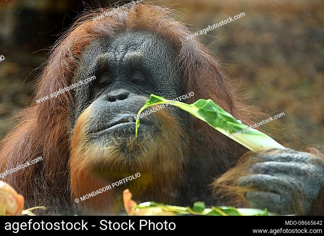 Female orangutan.The BioPark of Rome, 17 hectares, 1000 animals of 150 species including mammals, reptiles, birds and amphibians in a botanical context with...