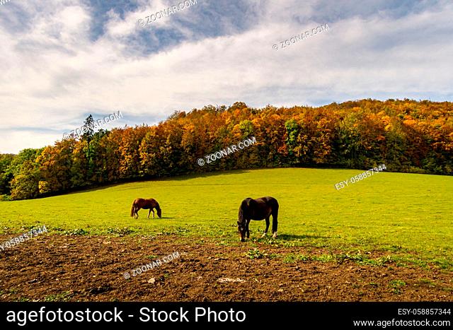 Horses on the hiking trail in the Danube Valley at Bronnen Castle near Beuron in autumn in the Sigmaringen district