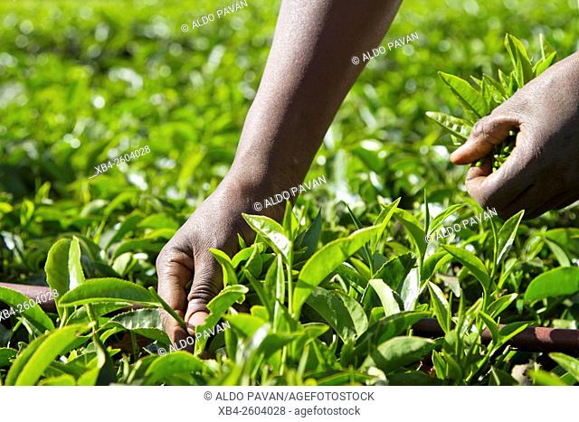 Kenya, Meru, Ktda, tea harvesting