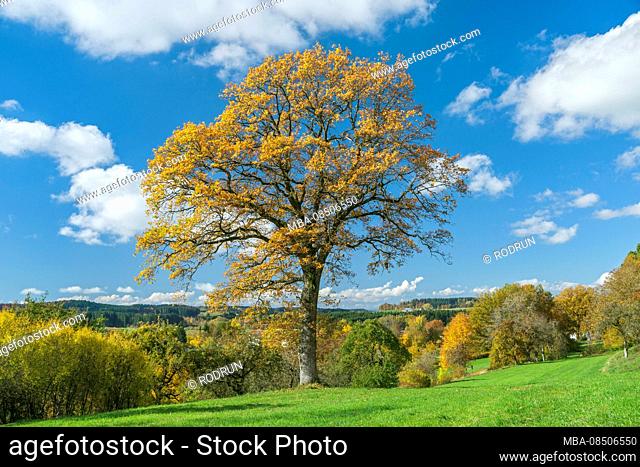 Germany, Baden-Württemberg, Illmensee, Pedunculate oak, Oak, Quercus robur, Beech family, Fagaceae