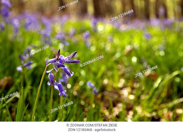 Wald der blauen Blumen, Hasengloeckchen (Hyacinthoides non-scripta), Hueckelhoven, Niederrhein, Nordrhein Westfalen, Deutschland, Europa