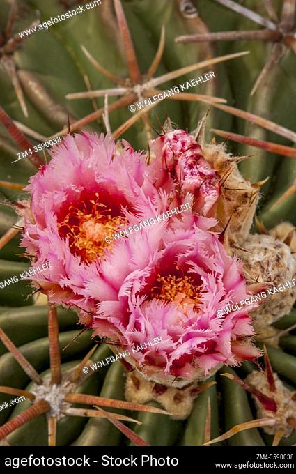 Close-up of a flowering Horse Crippler Cactus, also called Devil's Head, or Chisos Hedgehog Cactus, orChisos Hedgehog in the Hill Country of Texas near Hunt