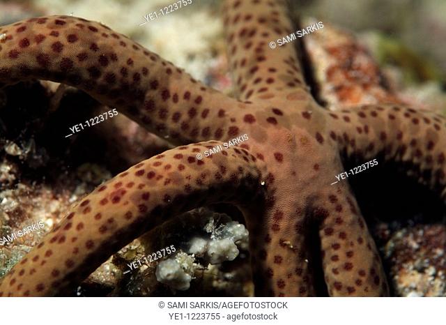 Multi Pore Sea Star (Linckia multifora), Dahofanu, Baa Atoll, Maldives