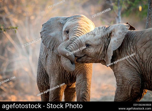 Elephants playing in the Kruger National Park, South Africa