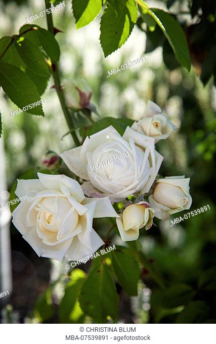 Flowering climbing rose 'Ilse Krohn Superior', Close-up