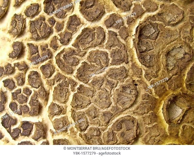 Mushroom Macrolepiota Procera Yellow