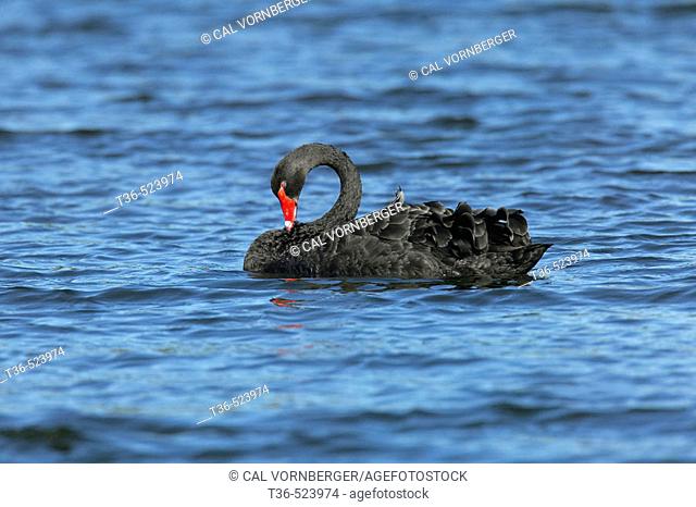 Black Swan ( Cygnus atratus)  preening on the East Pond of New York's Jamaica Bay National Wildlife Refuge, part of the Gateway National Recreation Area
