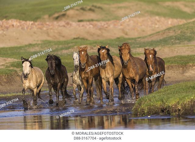 China, Inner Mongolia, Hebei Province, Zhangjiakou, Bashang Grassland, horses running in a group in the water