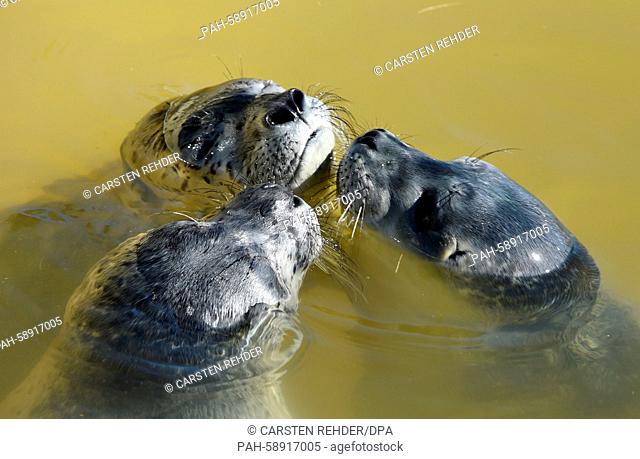 Seals 'Thies, ' 'Bibo' and 'Lio' swim in the open-air area of the seal station in Friedrichskoog, Germany, 04 June 2015. Four seal pups were recently brought to...