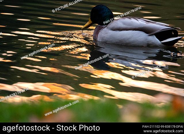 02 November 2021, Lower Saxony, Celle: A duck swims in the water. Photo: Demy Becker/dpa. - Celle/Lower Saxony/Germany