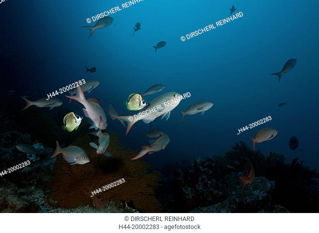 Barberfishes clean Pacific Creolefish, Johnrandallia nigrirostris, Punta Vicente Roca, Galapagos, Isabela Island, Ecuador