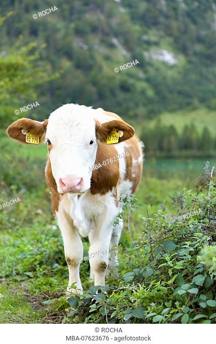 Berchtesgaden, Alps, KÃ¶nigssee, Fleckvieh cattle, calf